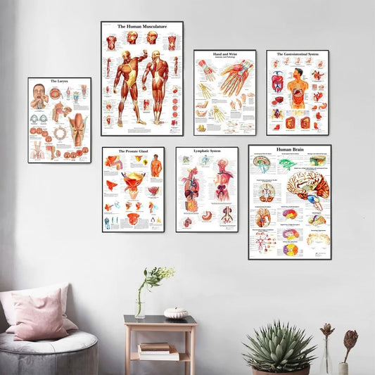 Human Anatomy Poster